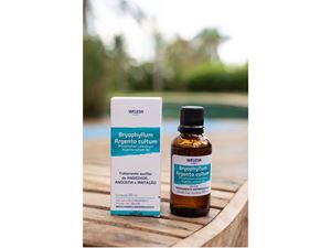 Imagem de BRYOPHYLLUM CALYCINUM ARGENTO CULTUM - 50ml